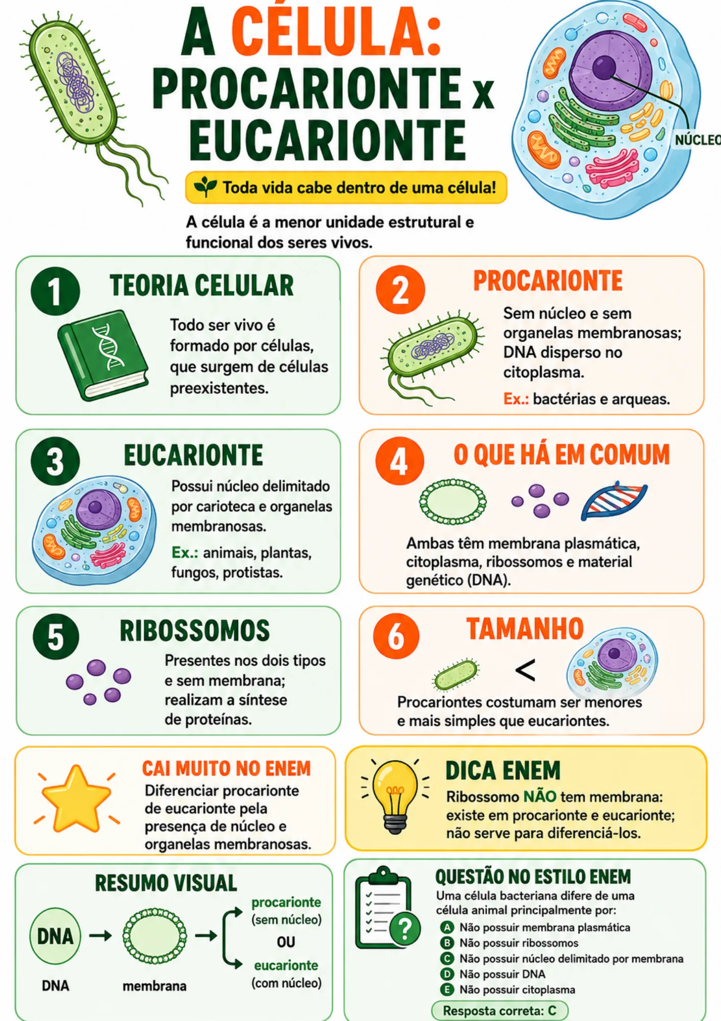 Exemplo de resumo visual: A Célula — Procarionte x Eucarionte