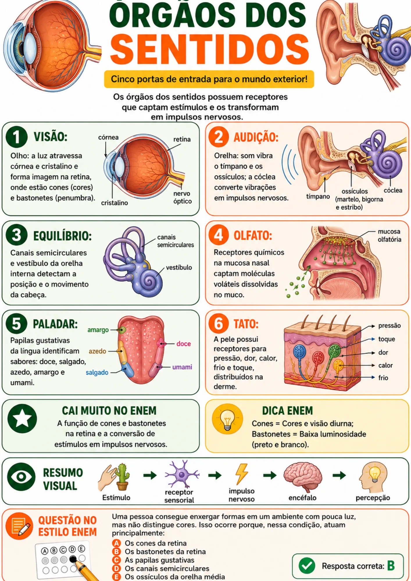 Módulo Fisiologia Humana II